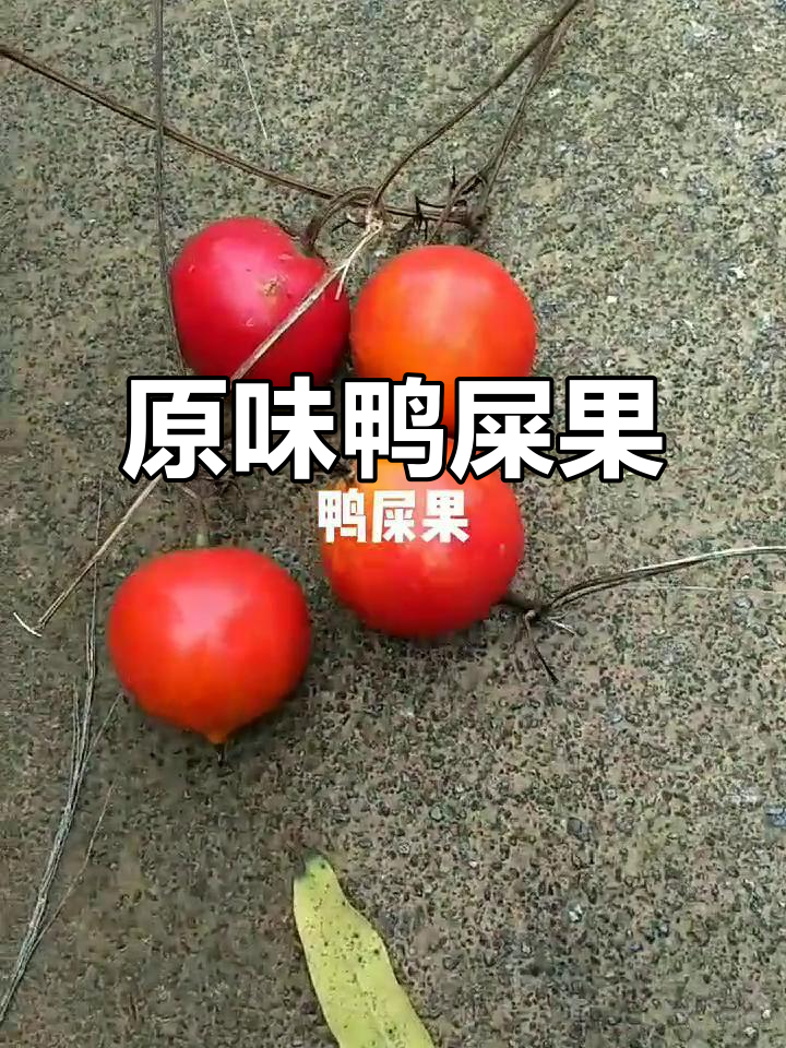 鸭屎果的秘密，原生态的味道你尝过吗？