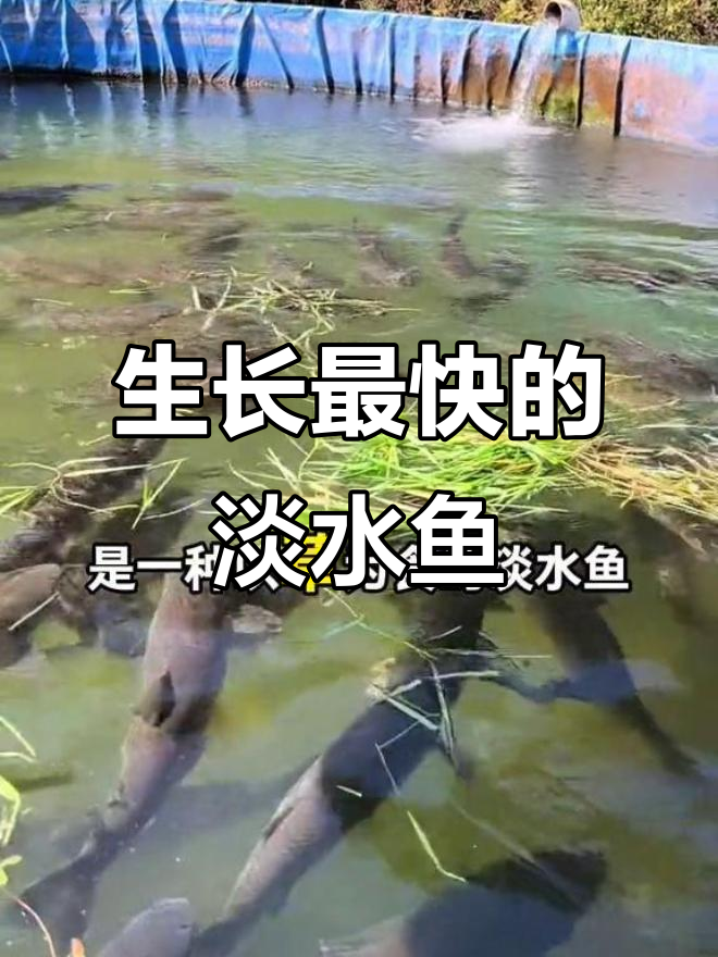 淡水鱼生长速度大比拼,哪些品种最能快速增重?
