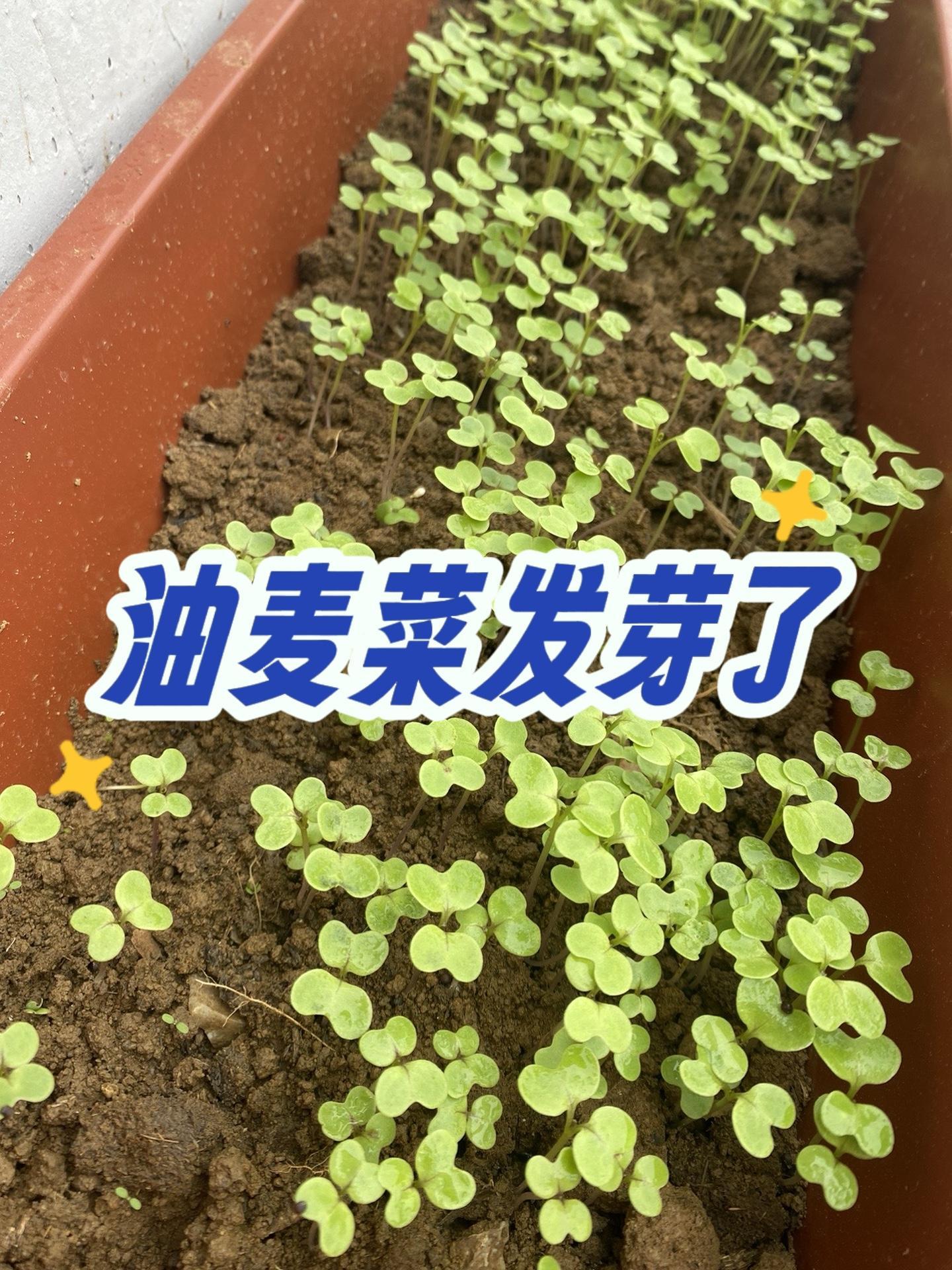 前两天播种的油麦菜发芽了,南瓜只长出两棵。种子发芽生长过程 我的小菜园