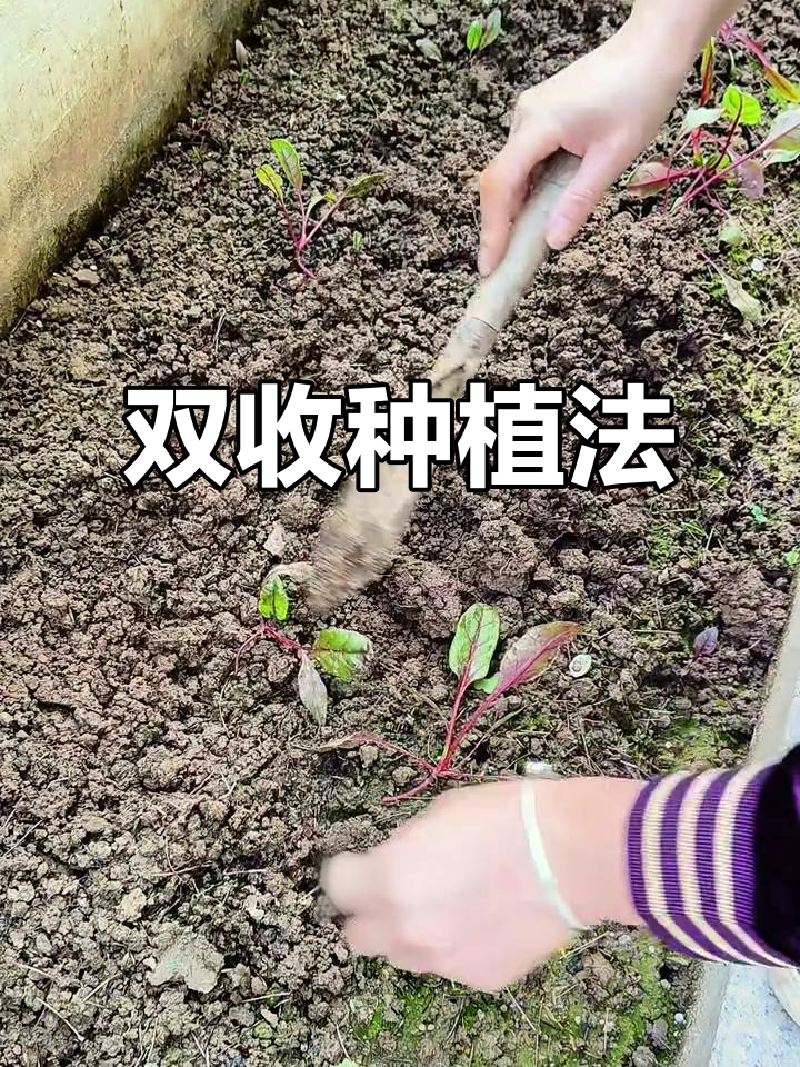 蔬菜套种,空间翻倍!红根与菠菜同栽,双赢收获