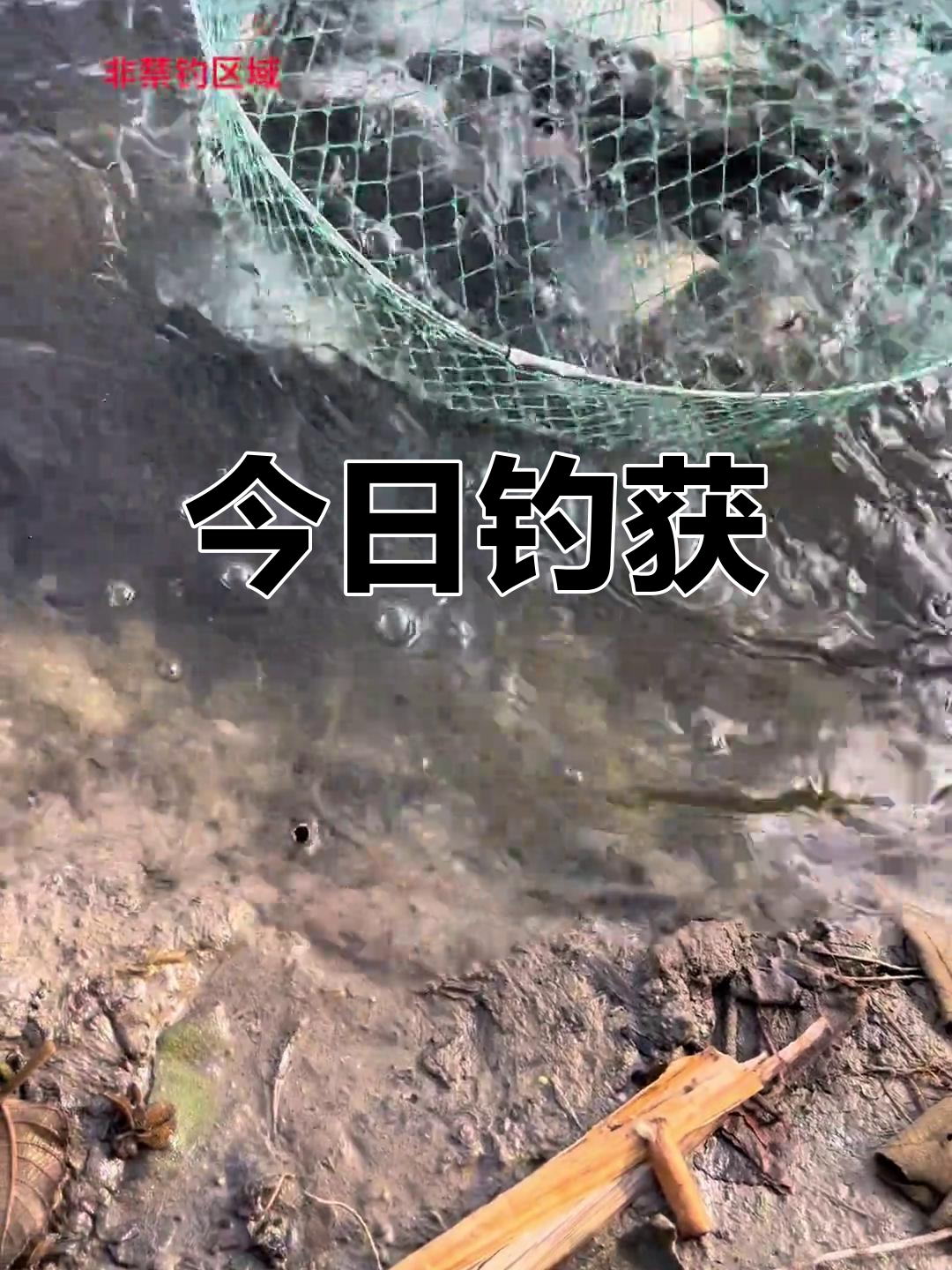 长寿湖钓鱼揭秘:放生鱼真相
