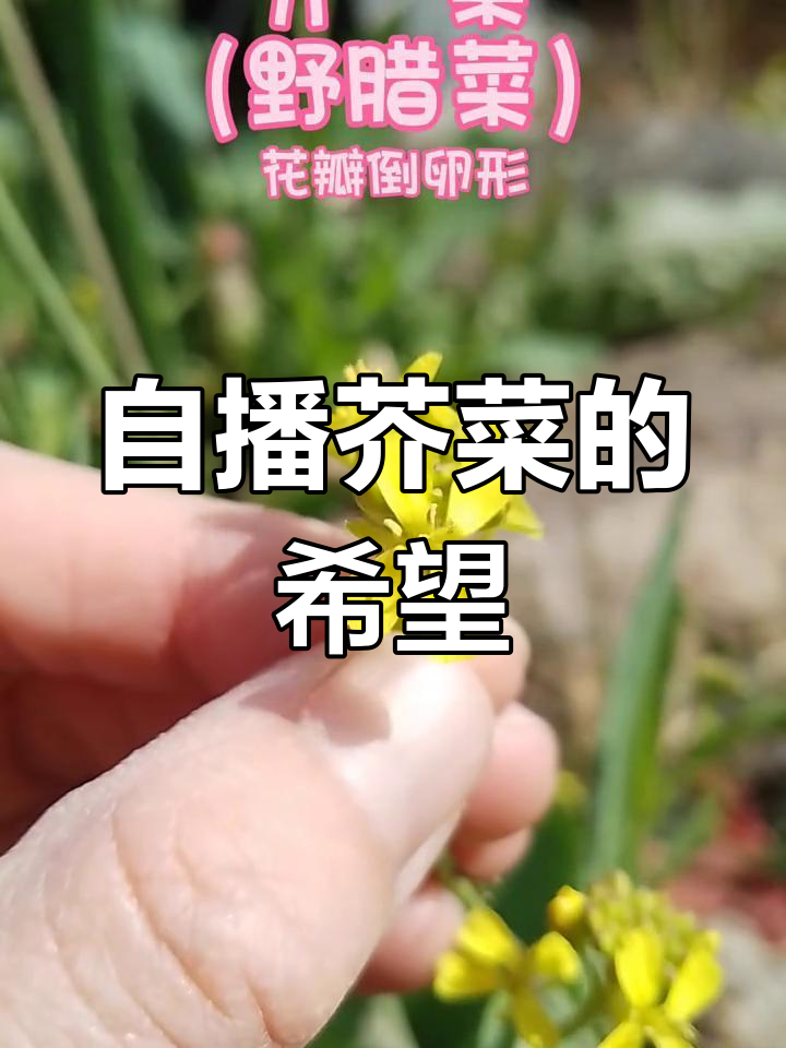 芥菜自播能力强,冬季花海有望填补