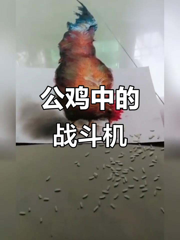 3D粉笔画公鸡,战斗机般的帅气!