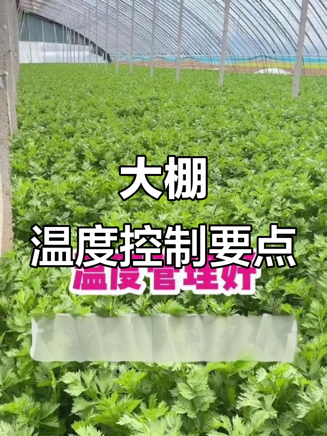 冬季大棚温度管理技巧,芹菜种植必备