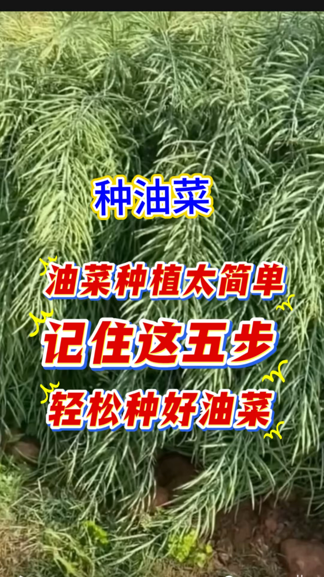 油菜种植太简单 记住这五步 轻松种好油菜