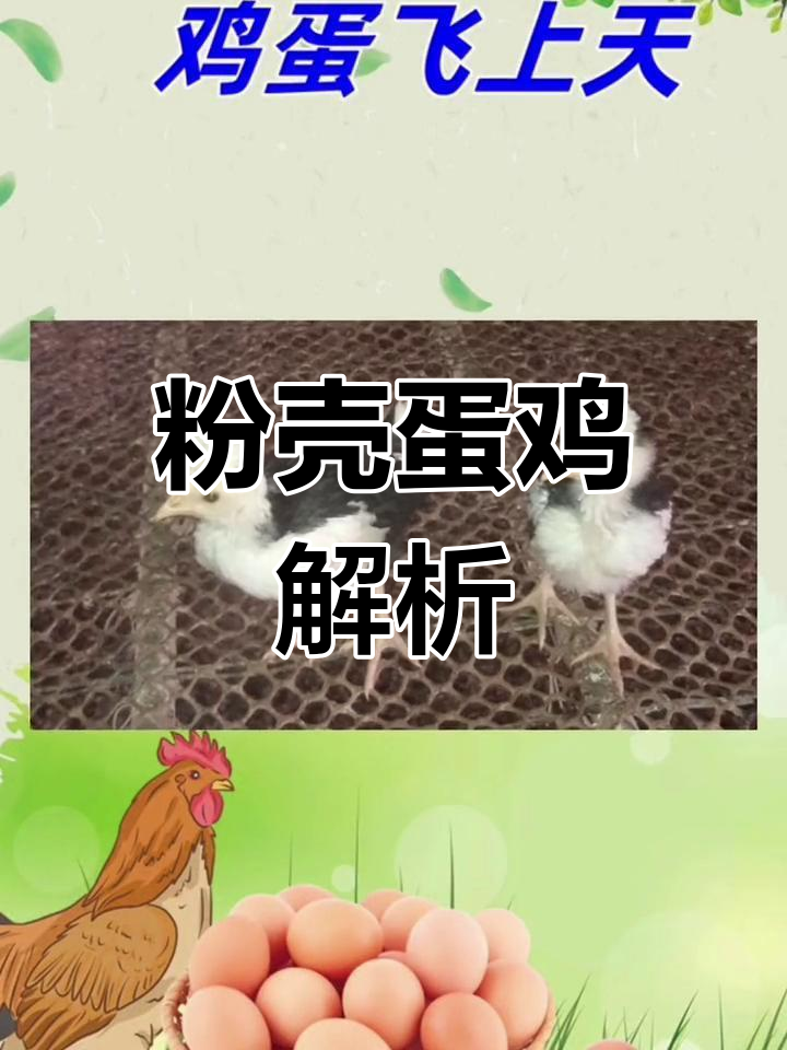 粉壳蛋鸡的品种与特点