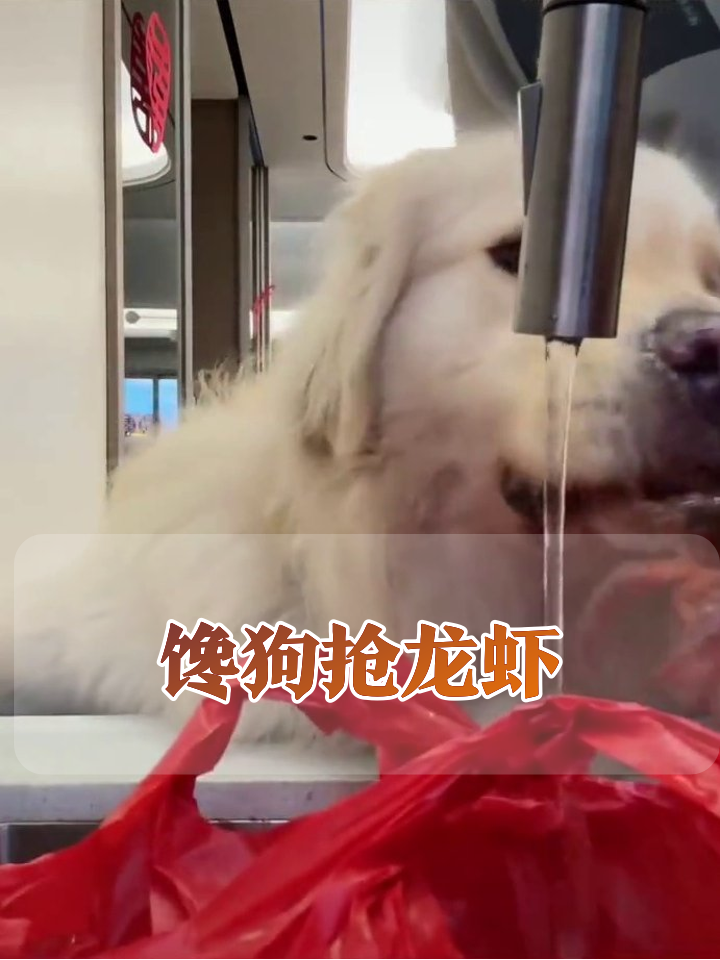 金毛见龙虾秒变馋鬼,连壳带肉狂炫停不下来