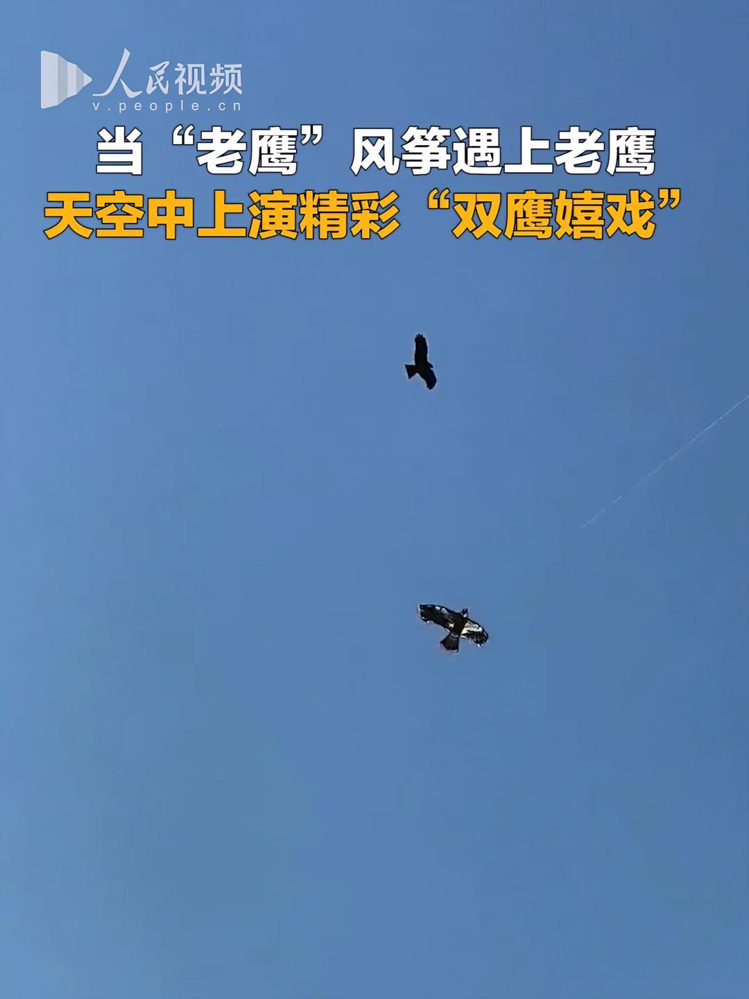 当“老鹰”风筝遇上老鹰,天空中上演精彩“双鹰嬉戏”