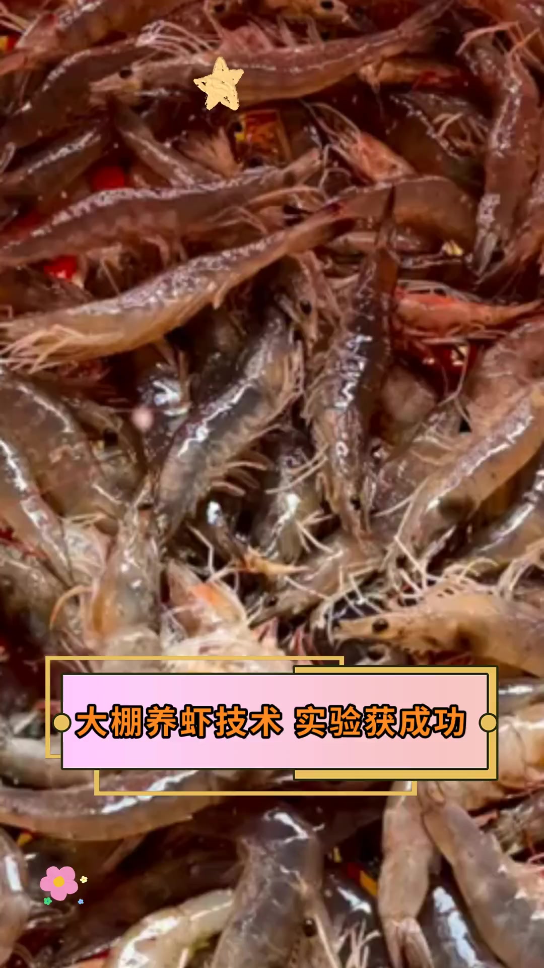 大棚养虾技术,实验获成功