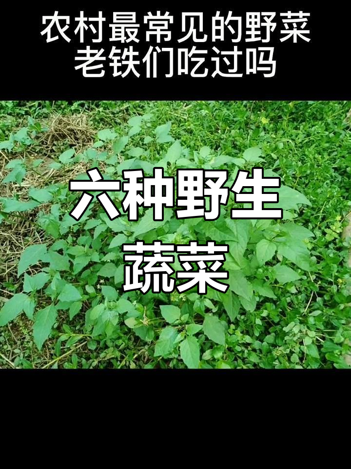 农村常见六种野菜介绍