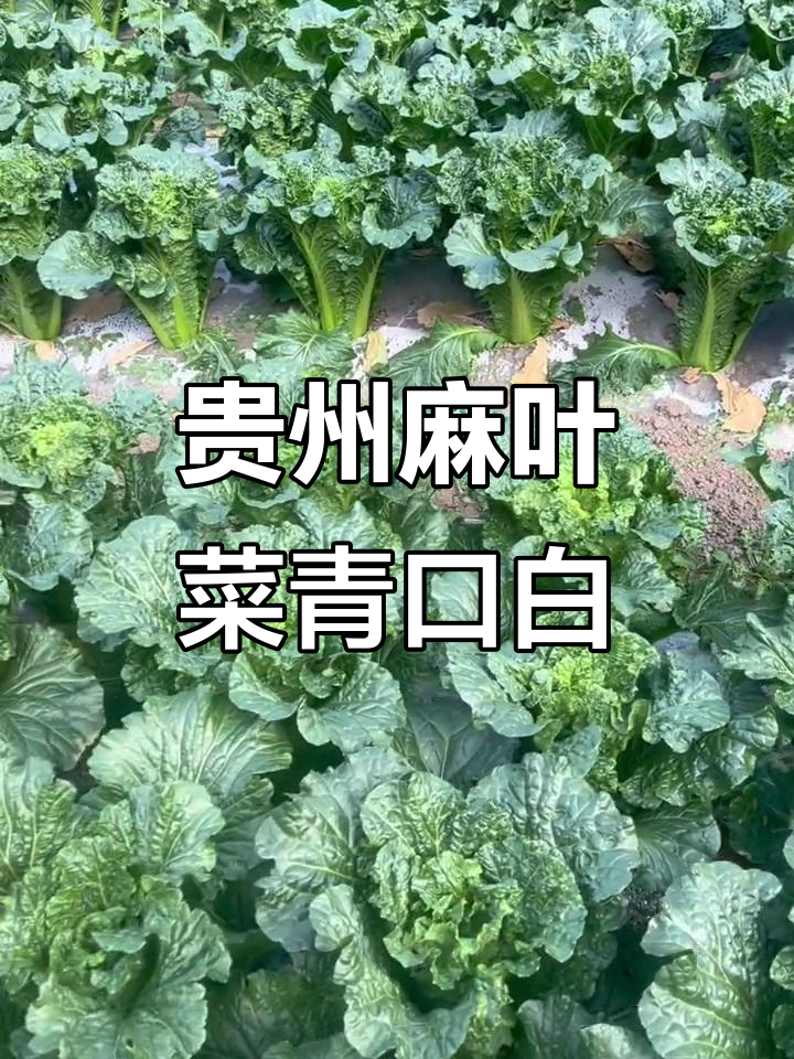 贵州麻叶菜青口白:露天种植,生长周期长,农村必备健康食材