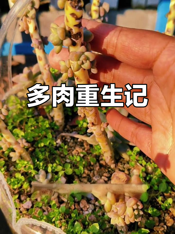 不小心弄断多肉,重新整理喷上优芽素,让它恢复生机