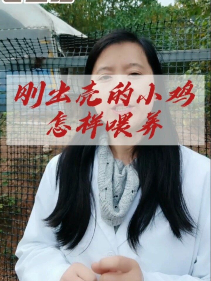 刚出壳的小鸡应该怎么喂养
