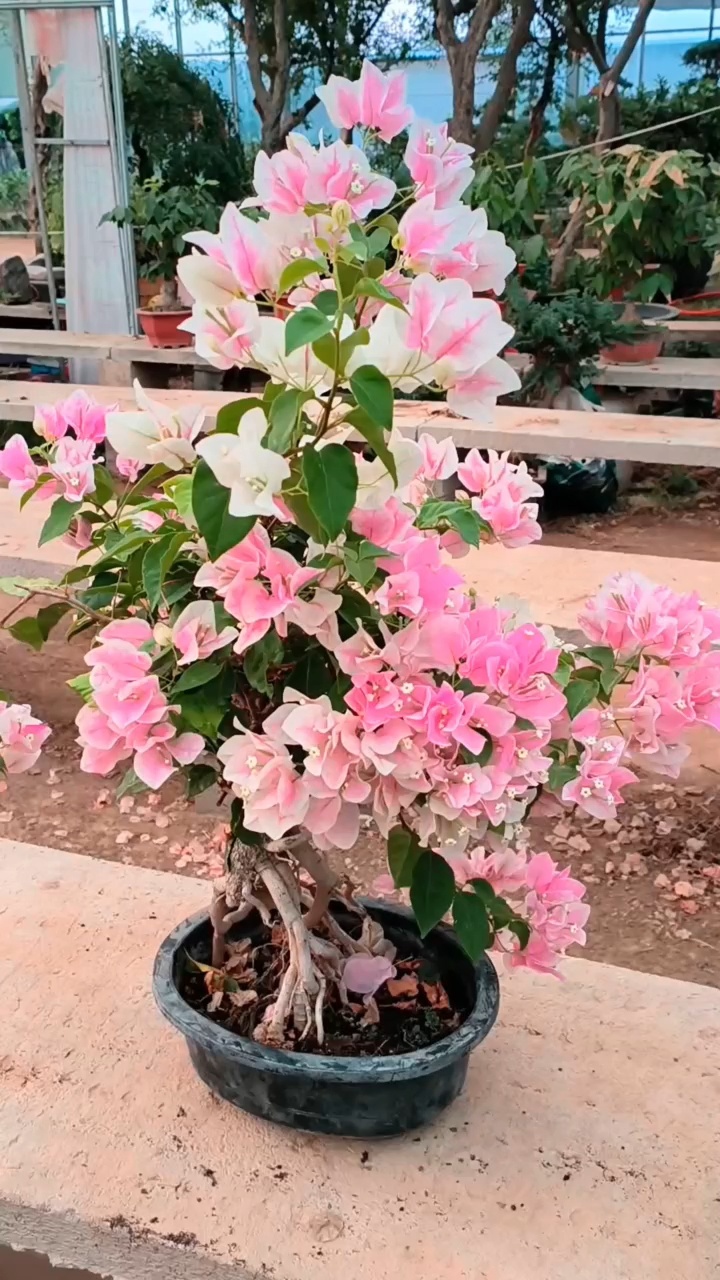 三角梅寓意富贵发财的花