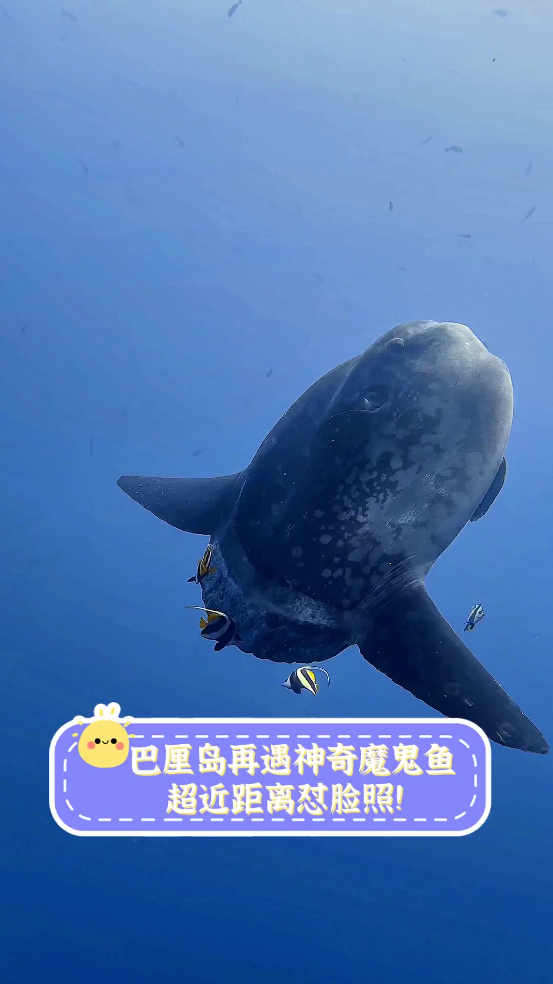 巴厘岛再遇神奇魔鬼鱼,超近距离怼脸照!