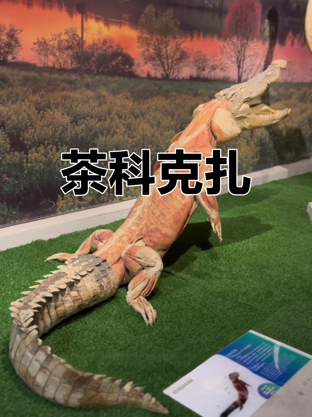 中国特有的鳄鱼种类揭秘