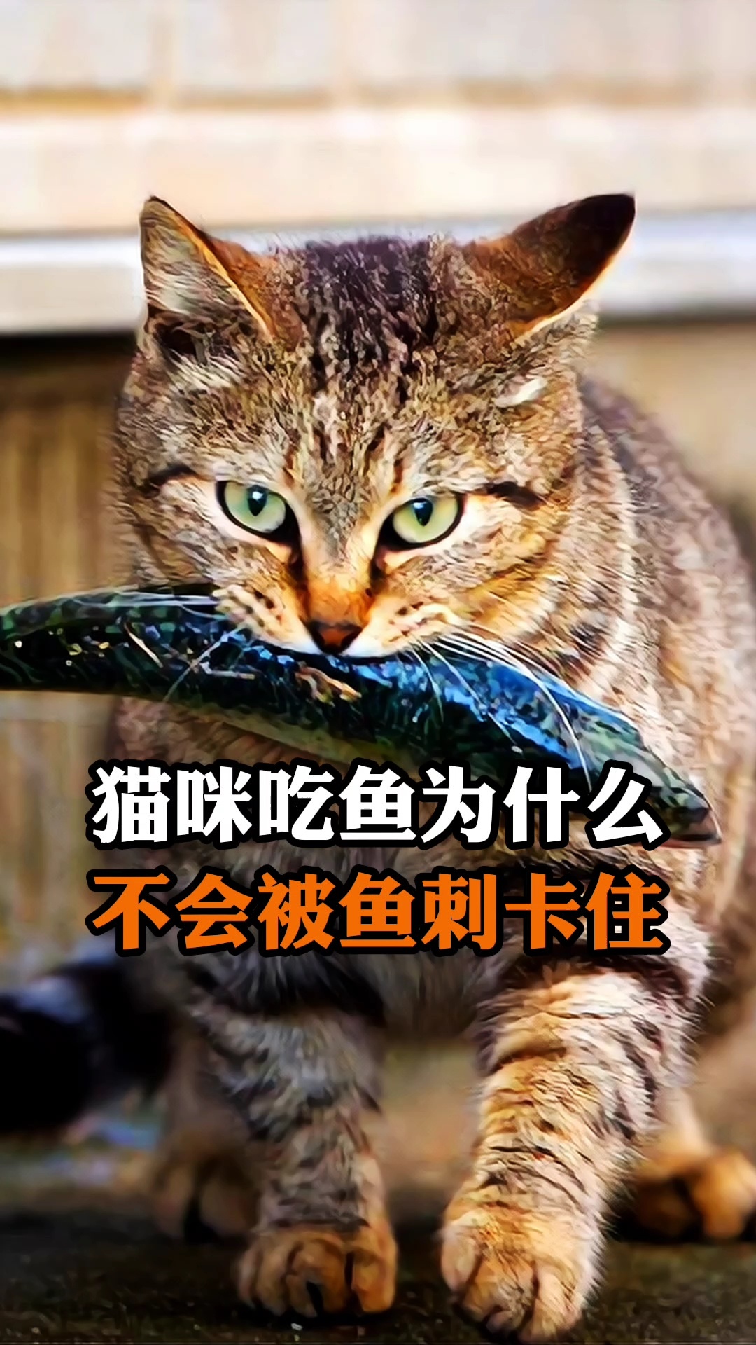 猫咪吃鱼为什么不会被鱼刺卡住?