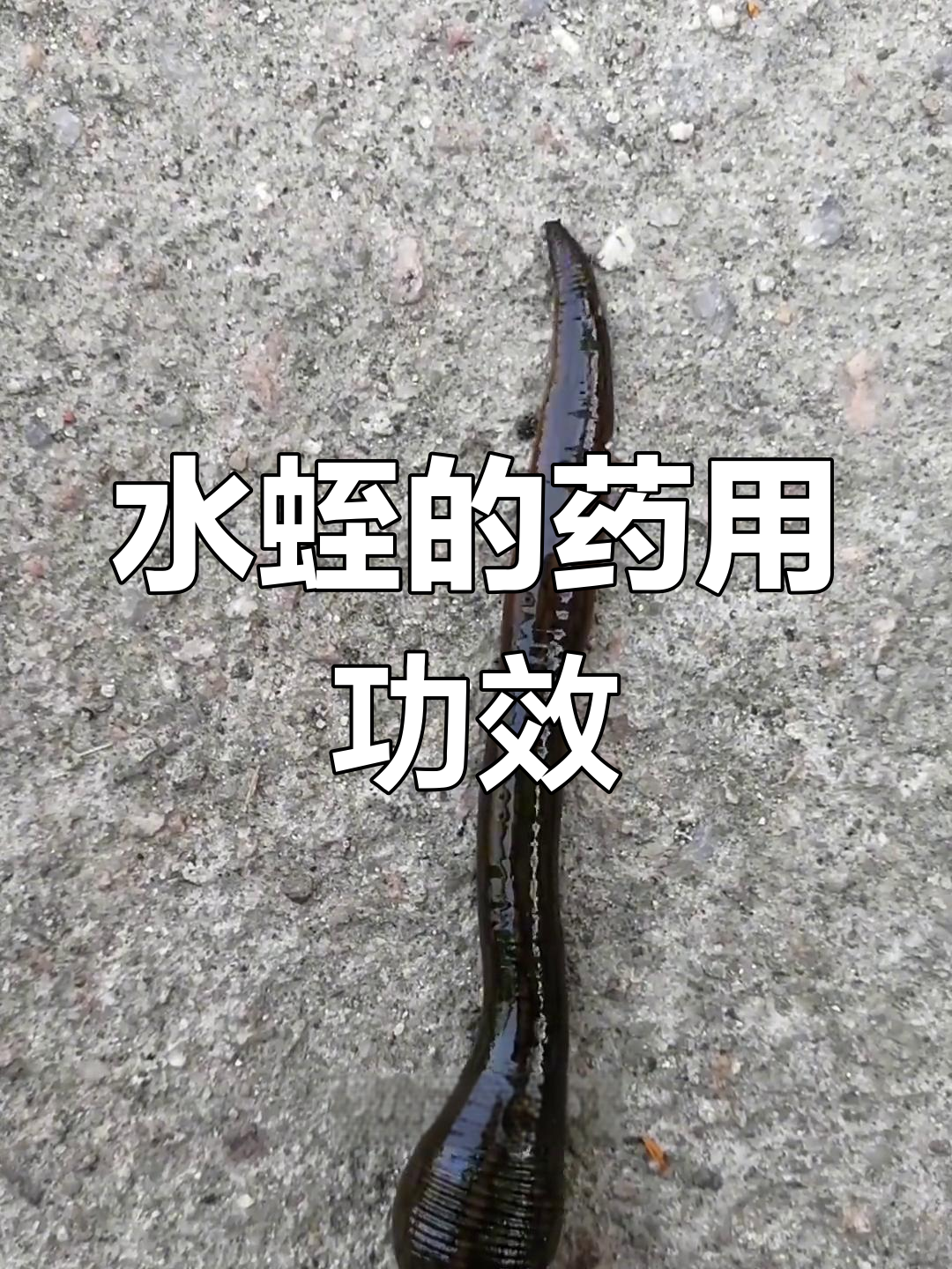 水蛭的神奇作用,你了解吗?它竟然能吸血消瘀!