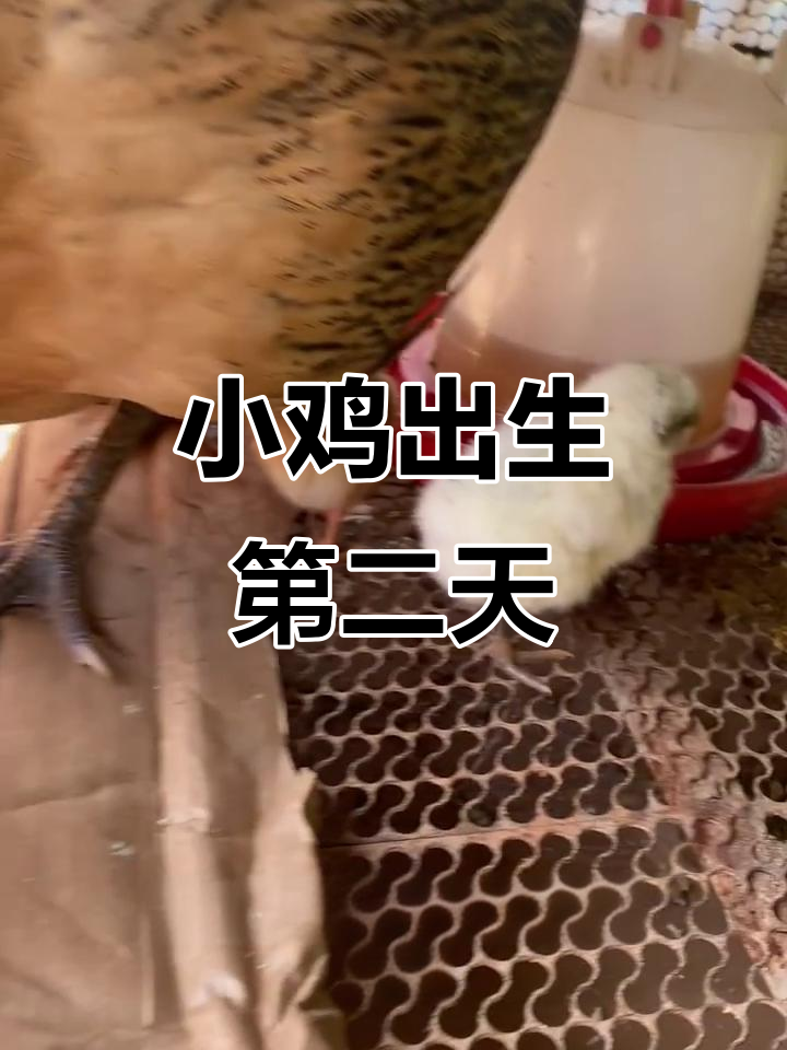 小鸡出壳后首次喂食,母鸡悉心照料
