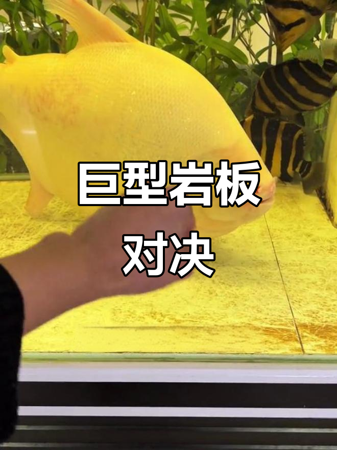 巨骨舌鱼挑战岩板,生死时速!