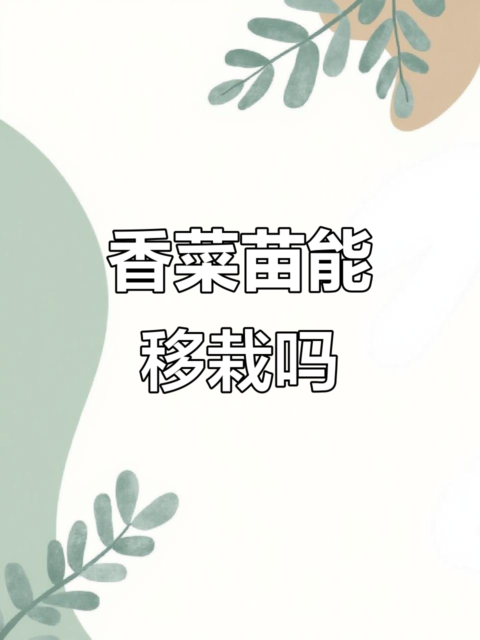 香菜苗移栽技巧:何时、如何操作才能成功