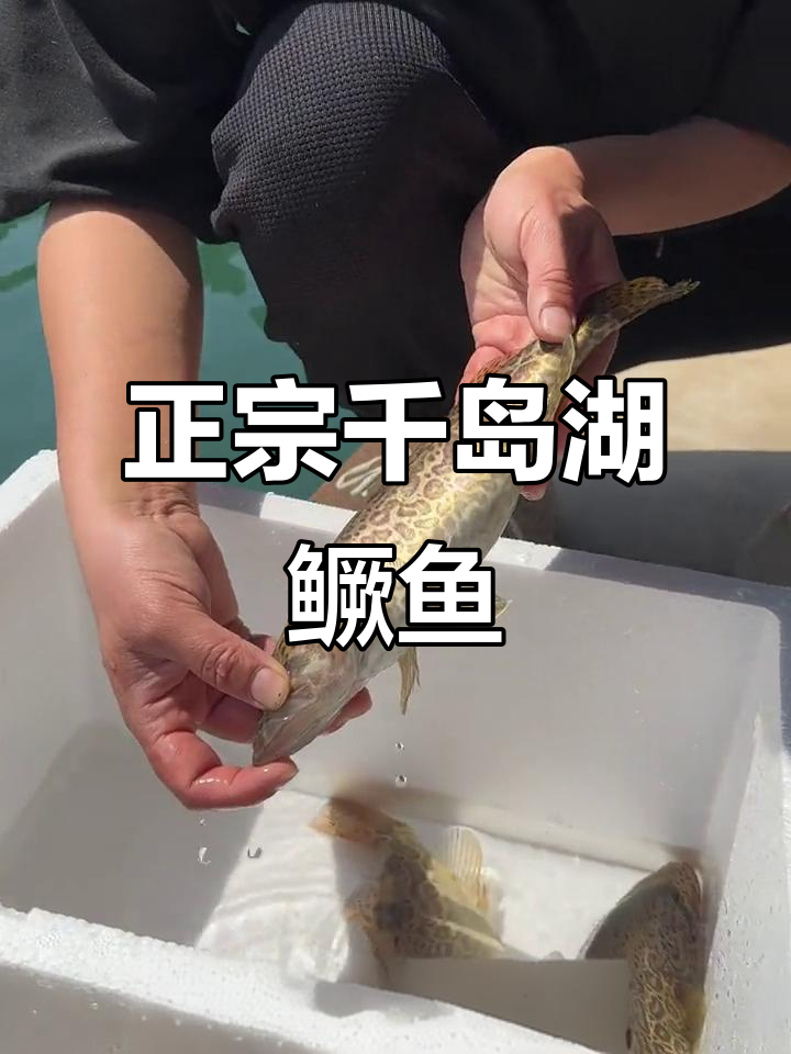千岛湖正宗鳜鱼,刺少肉嫩,六七秒预定一周才到手