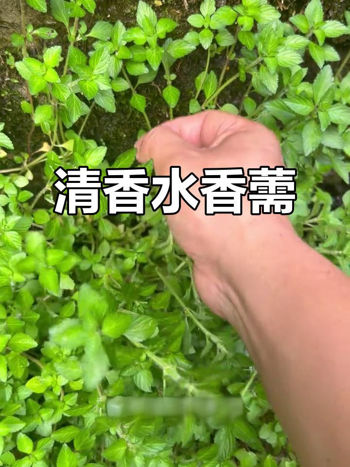 水香菜清新可口，生食凉拌皆宜，解腻又开胃！