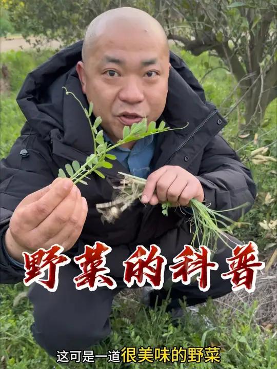 春天是吃野菜的季节