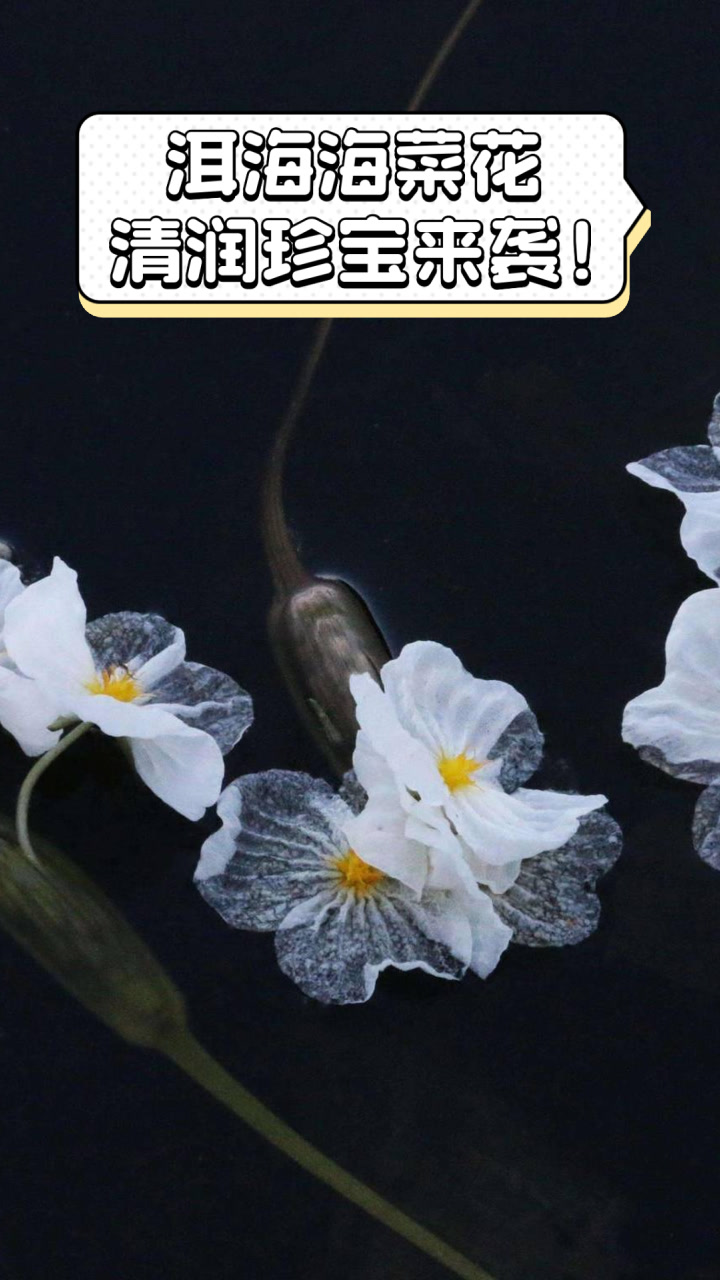 洱海海菜花,清润珍宝来袭!