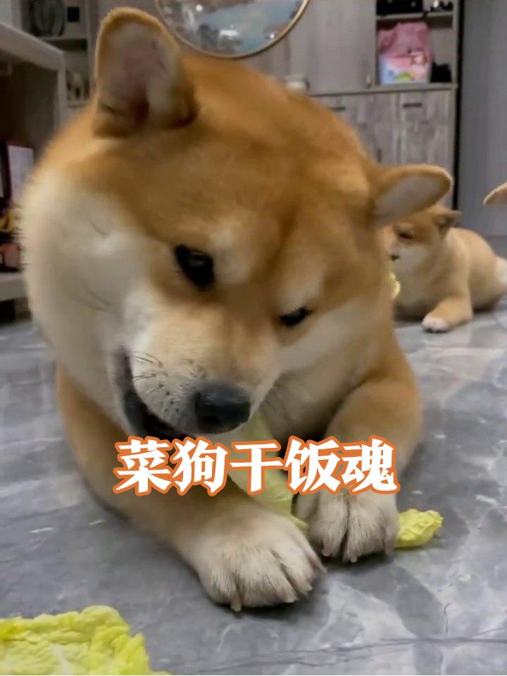 柴犬沉迷啃白菜,网友:这狗怎么比我还爱吃素!