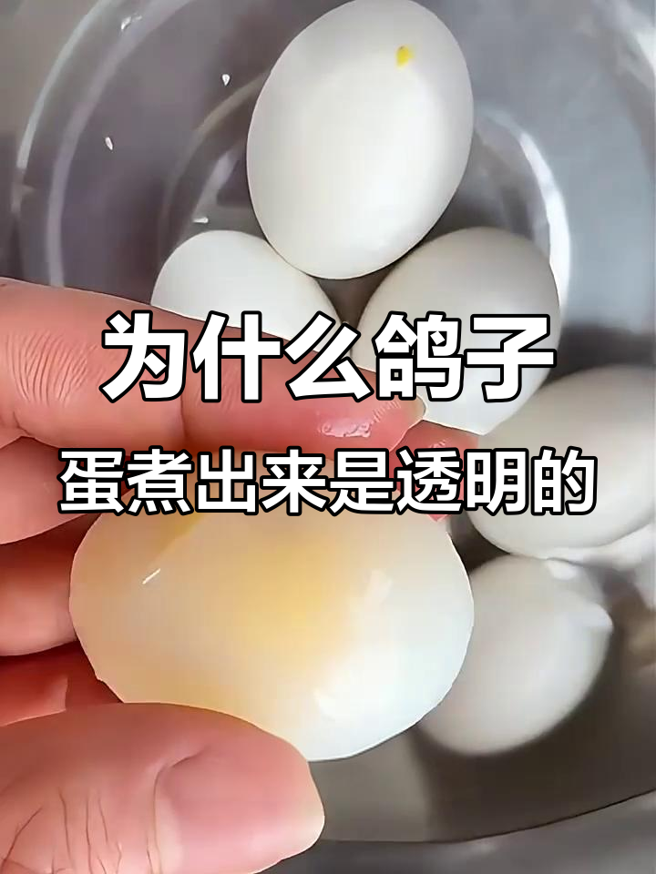 鸽子蛋煮熟为何是透明?揭秘蛋白的独特口感
