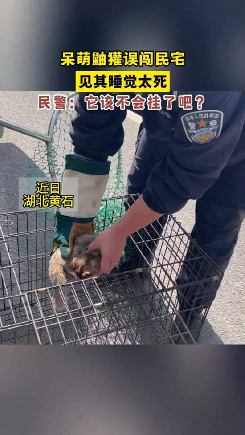 「鼬獾派出所做客只顾睡觉不搭理民警「大笑」」近日,湖北黄石。一只国家二级保护动物鼬獾误闯民