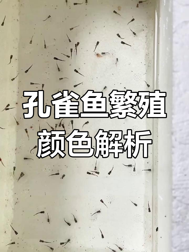 公母孔雀鱼颜色差异揭秘,谁决定小鱼的颜色?