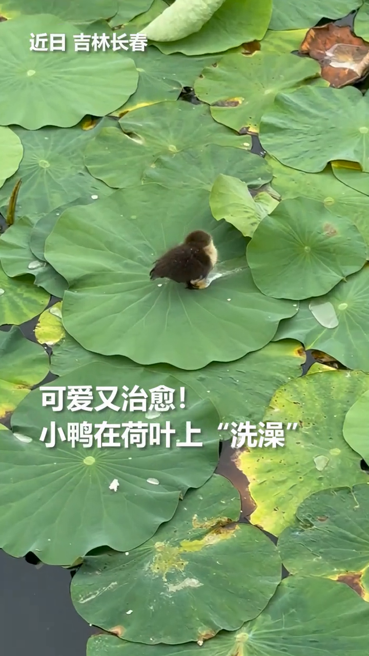 这一幕可爱又治愈!小鸭在荷叶上“洗澡”,岸上的人直呼可爱