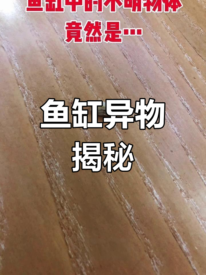 鱼缸里神秘物体揭秘,竟是鲤科鱼的牙齿!