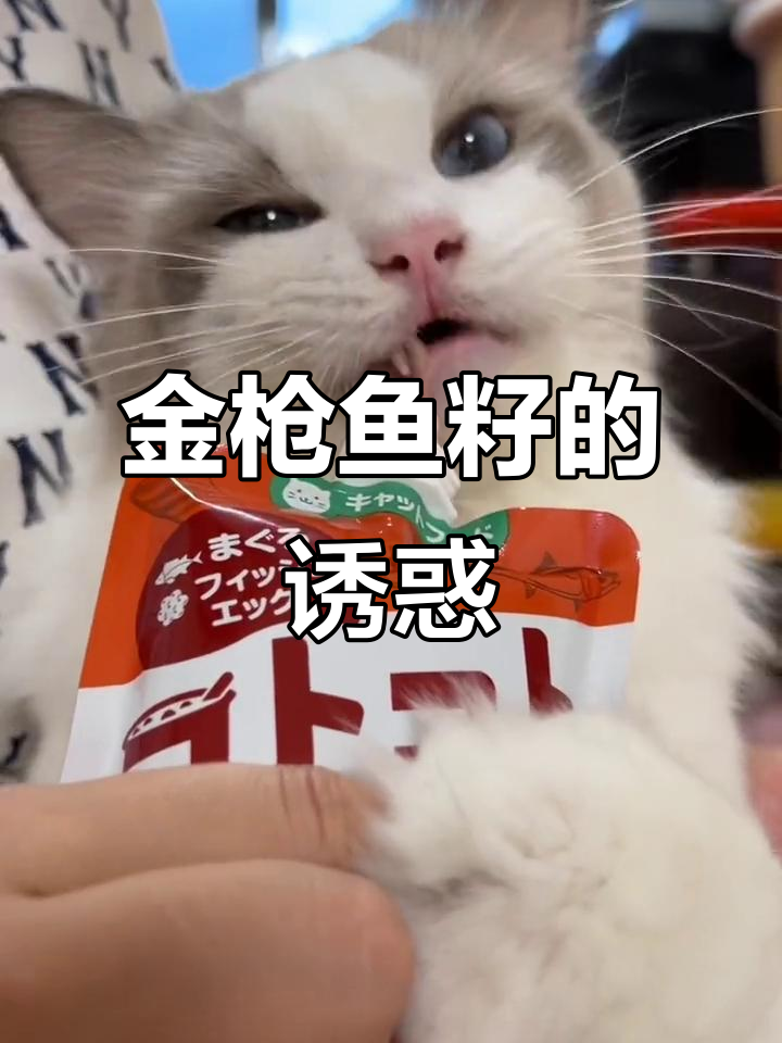 今天的咕噜酱是金枪鱼籽,大吉紧紧抱住生怕我抢走