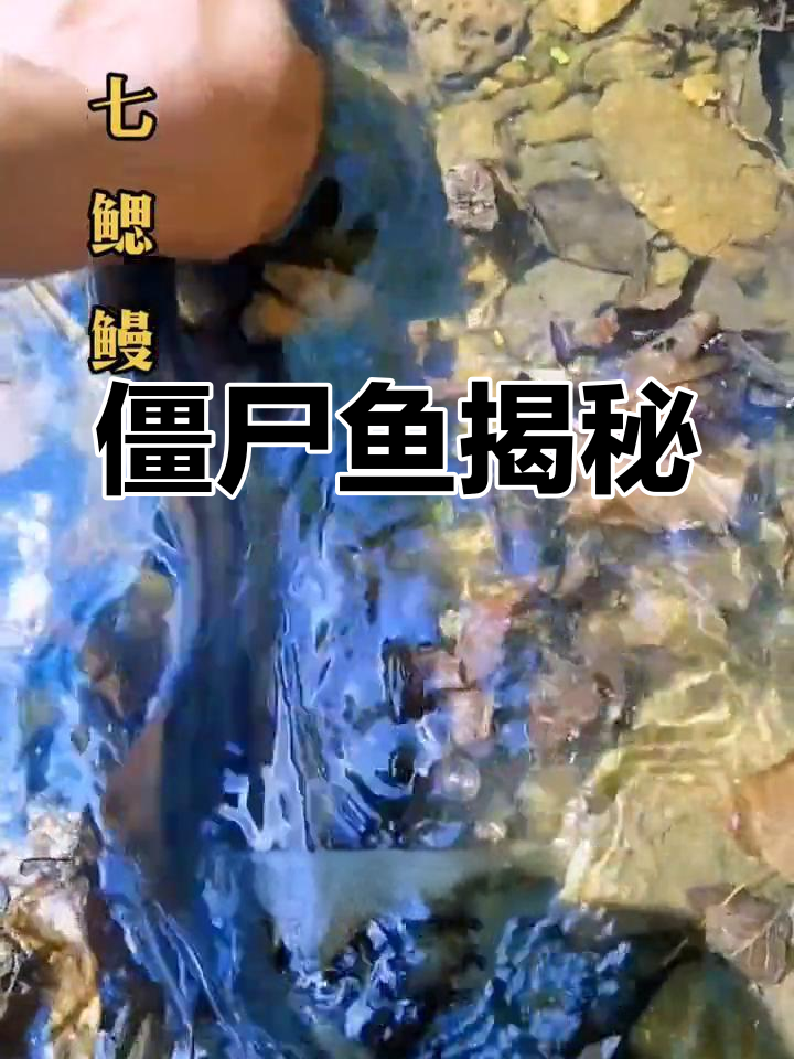 七鳃鳗:恐怖的吸血鬼生物