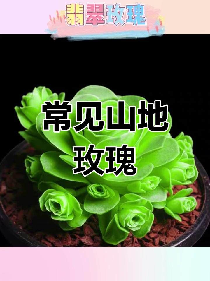 十种常见山地玫瑰多肉品种