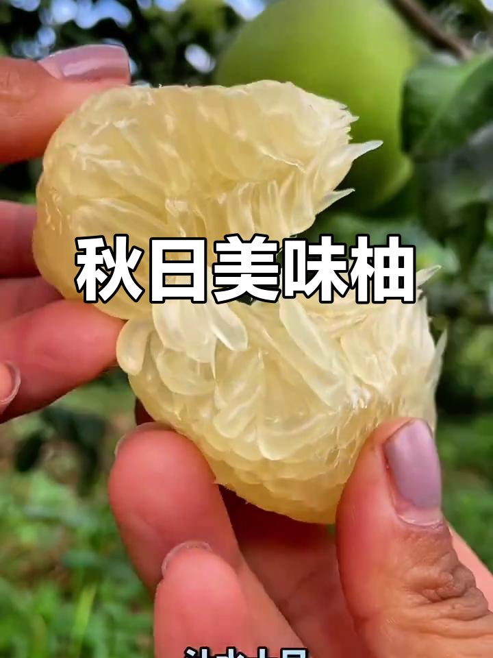 东试柚子,秋季必尝,汁多肉嫩,口感绝佳!