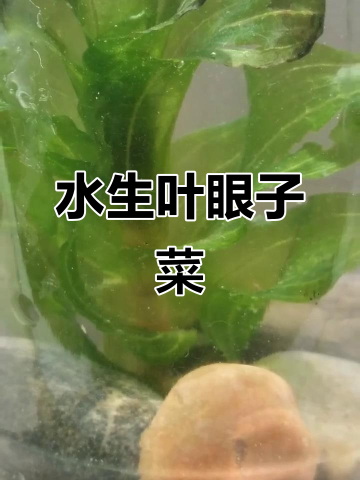 叶眼子菜:一种独特的水生植物,你了解吗?