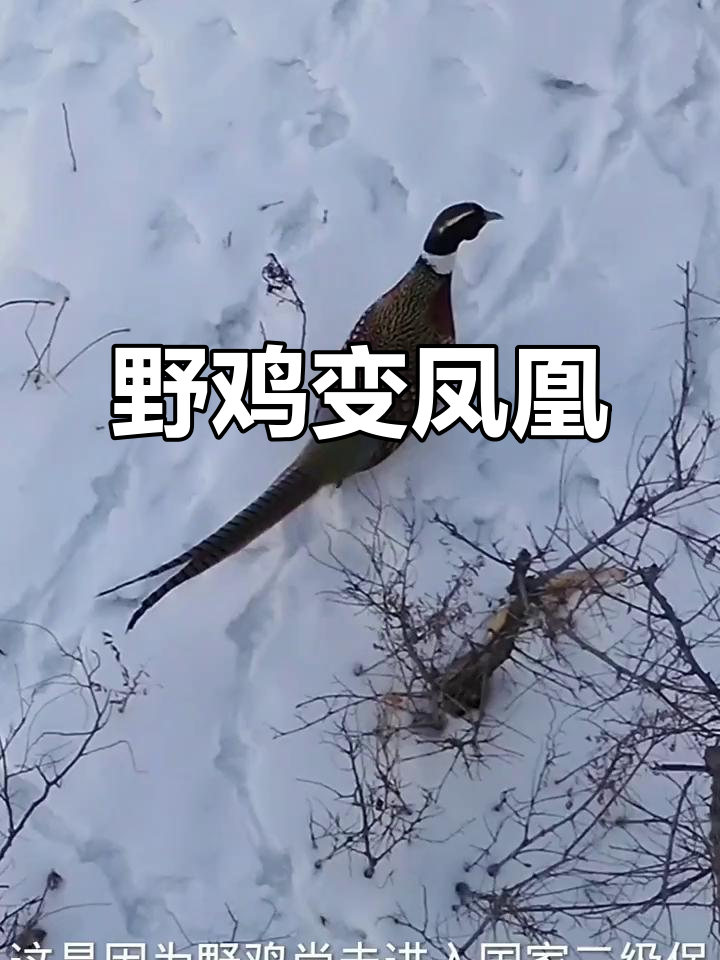 东北野鸡为何泛滥成灾?从美食到濒危的转变