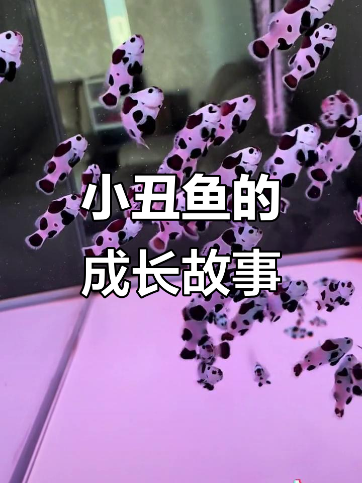 小丑鱼从小到大的成长过程，照顾起来真不容易