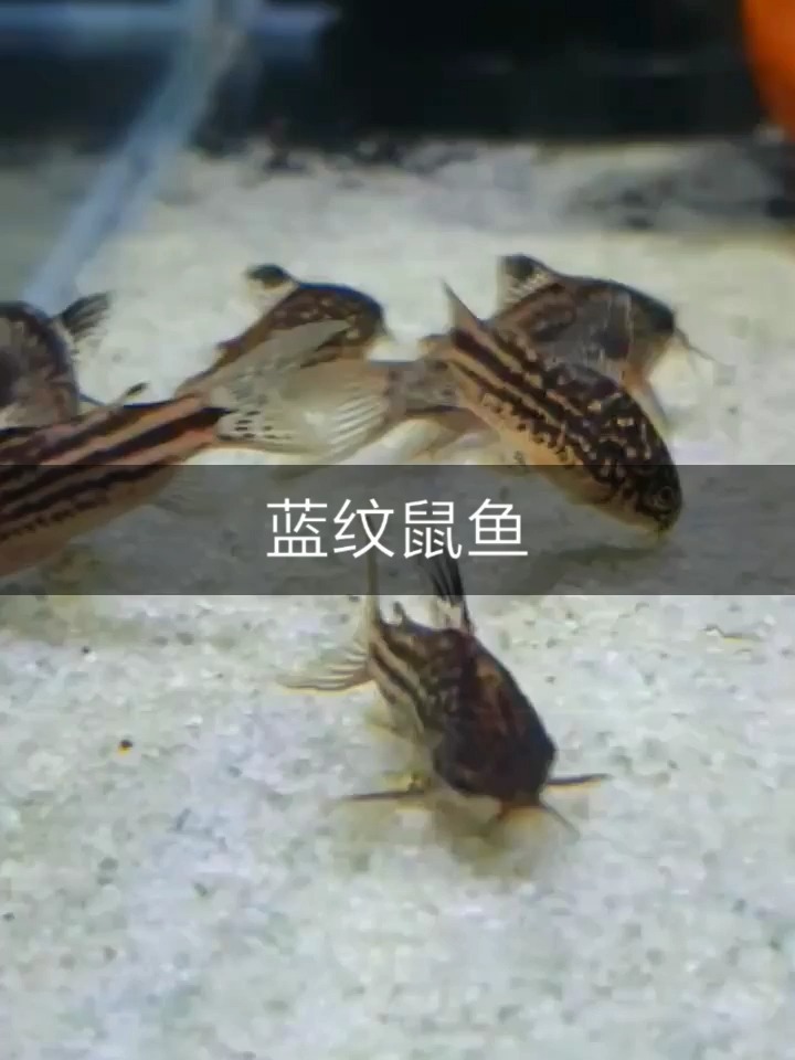蓝纹鼠鱼 热带鱼介绍