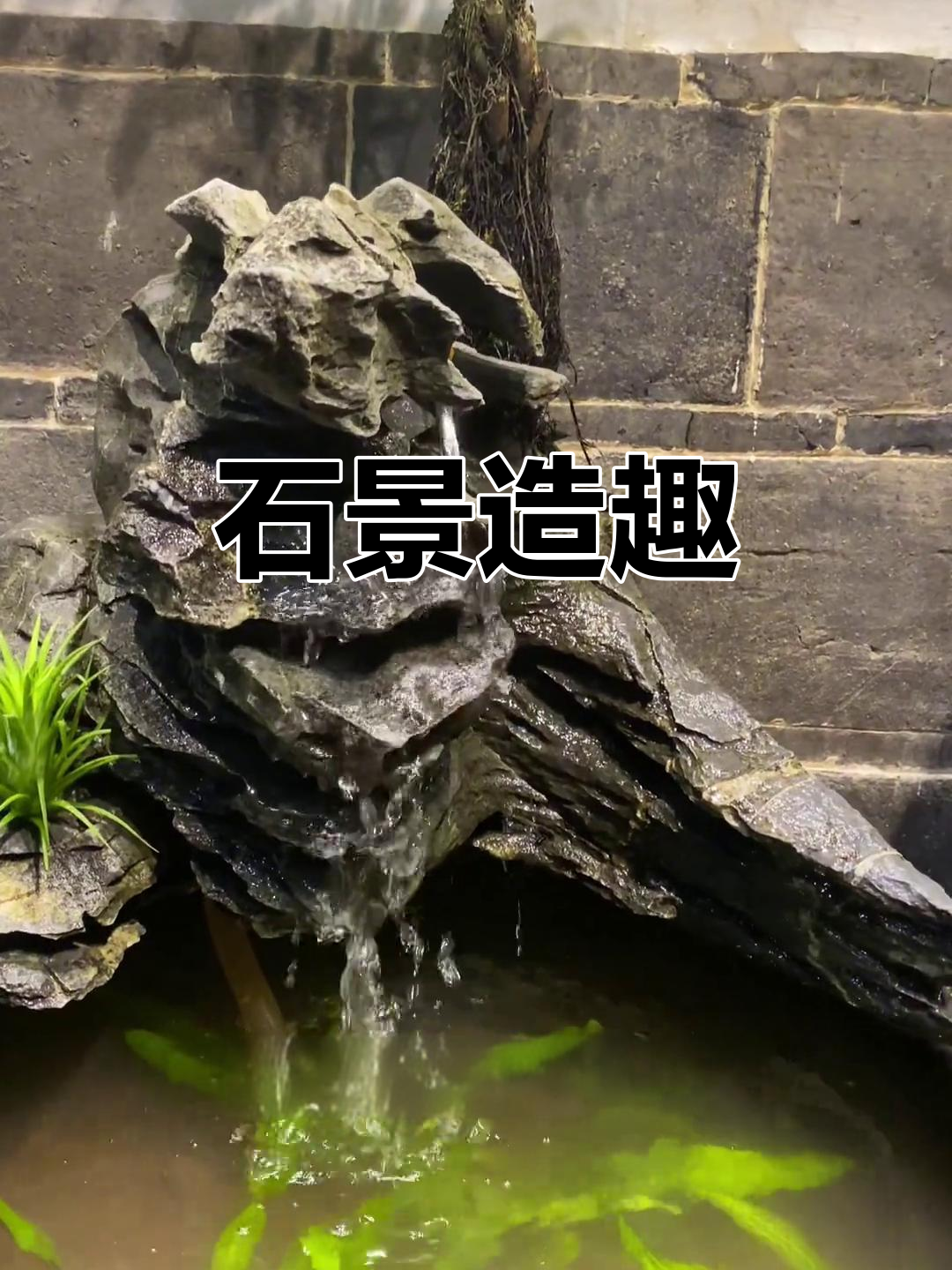 捡块石头，竟成鱼缸里的山水美景！水清石美，鱼儿游得欢