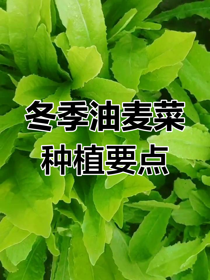 油麦菜四季可种,冬季养护技巧大公开