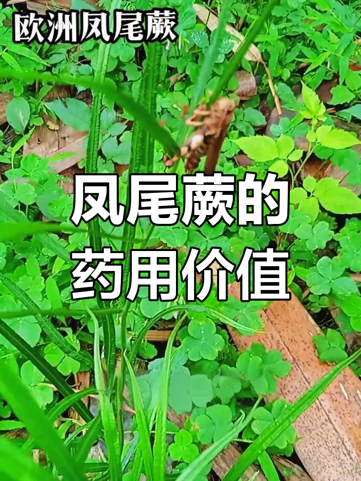 凤尾蕨,草本药材,别名山鸡尾、井边草