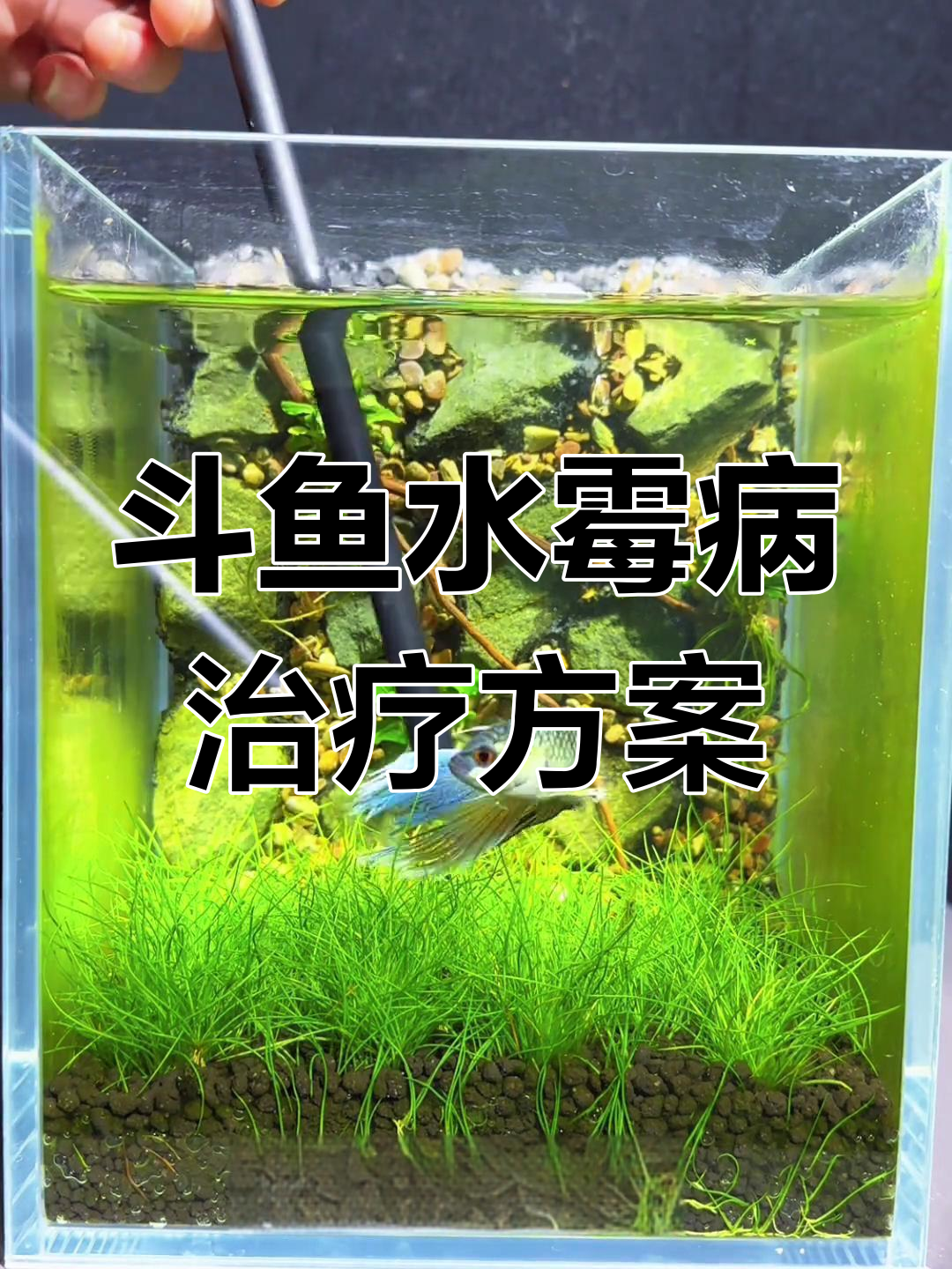 斗鱼水霉与肉瘤治疗全攻略,轻松上手