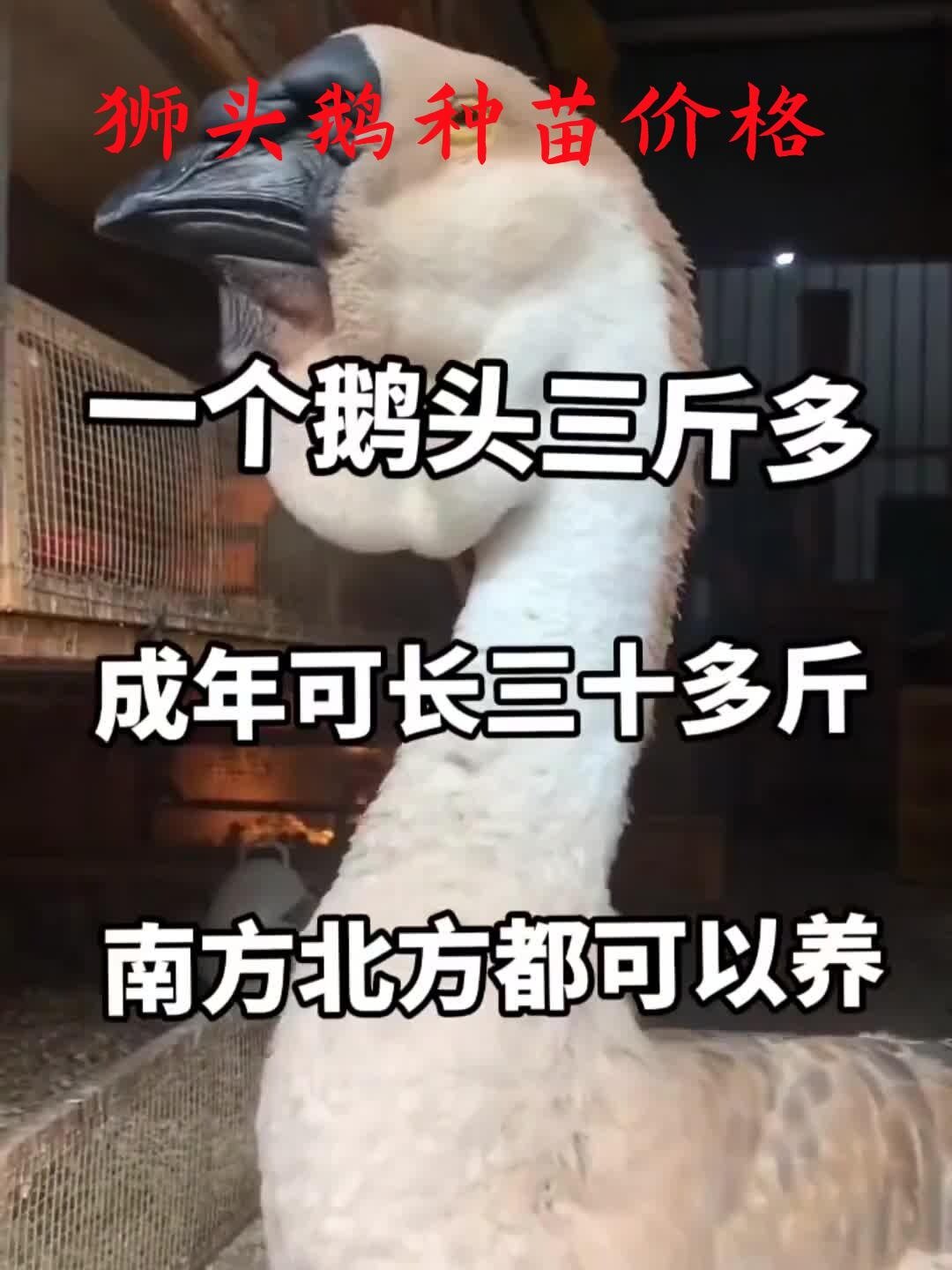 南京市鼓楼区狮头鹅苗多少钱一组 狮头鹅苗价钱 一只狮头鹅鹅苗多少钱一只