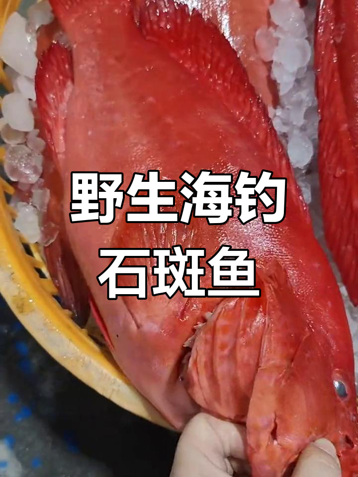 野生东星斑与红瓜子斑的深海捕捞证明