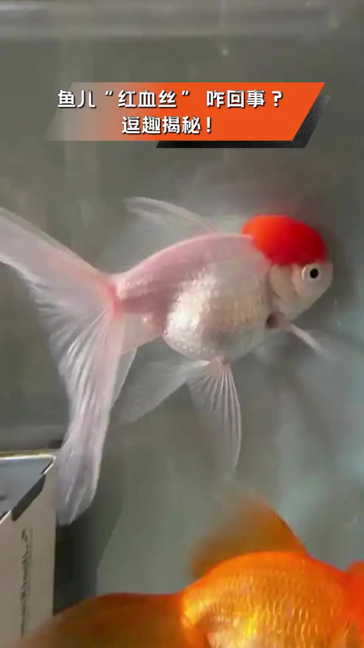 鱼儿“红血丝”,咋回事?逗趣揭秘!